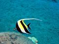 moorish idol