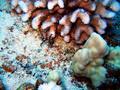 rockmover wrasse (juvenile)