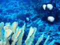 Hawaiian domino damselfish