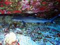 whitetip reef shark