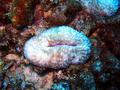 some type of nudibranch, I think