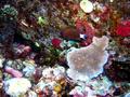 chocolate dip chromis