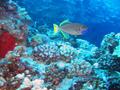 gilded triggerfish