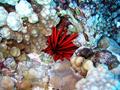 red pencil urchin
