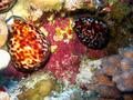 tiger cowries