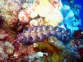 purple dragon nudibranch