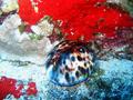 tiger cowry