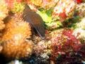 yellowmargin moray