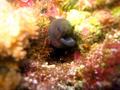 yellowmargin moray