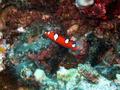yellowtail coris (juvenile)