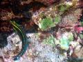 ornate wrasse
