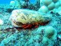 hermit crab