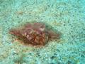 hermit crab