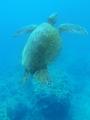 green sea turtle