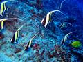 moorish idol