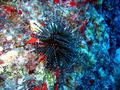 sea urchin