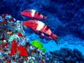 manybar goatfish