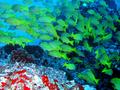 school of bluestripe snapper
