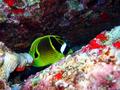 racoon butterflyfish