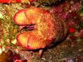 ornate slipper lobster