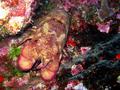 ornate slipper lobster