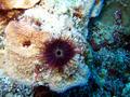 purple sea urchin