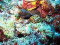 whitemouth moray