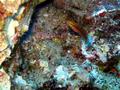 ornate wrasse