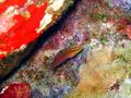 ornate wrasse