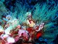 pretty coral