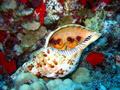 giant hermit crab