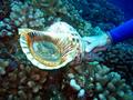 giant snail