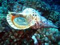 giant snail