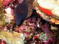 yellowmargin moray