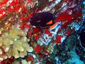 achilles tang