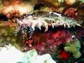 giant sea clam