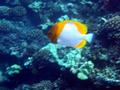 pyramid butterflyfish