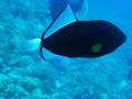 pinktail triggerfish