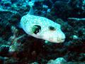 stripedbelly puffer