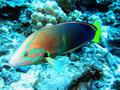 yellowtail coris (adult)