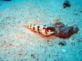 hermit crab