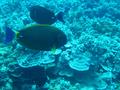 eyestripe surgeonfish
