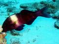 multibar goatfish