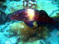 multibar goatfish