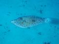 scrawled filefish