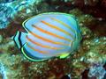 ornate butterflyfish