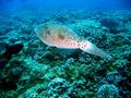 scrawled filefish
