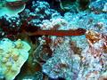 trumpetfish