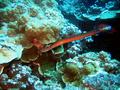 trumpetfish