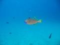 gilded triggerfish